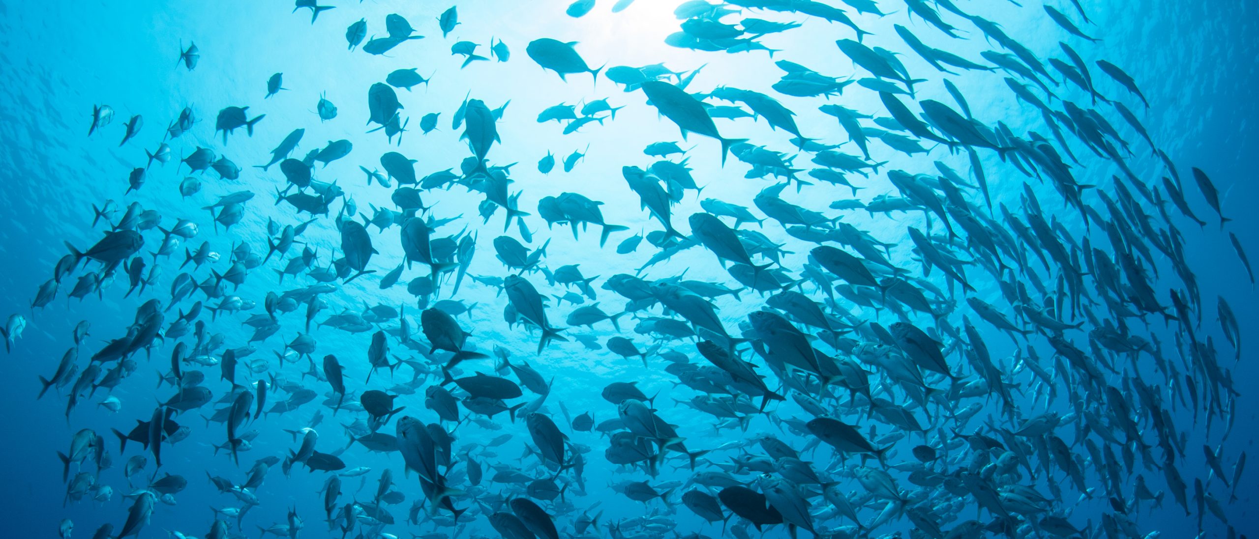 O'Que É Biodiversidade De Exemplos